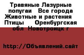 Травяные Лазурные попугаи - Все города Животные и растения » Птицы   . Оренбургская обл.,Новотроицк г.